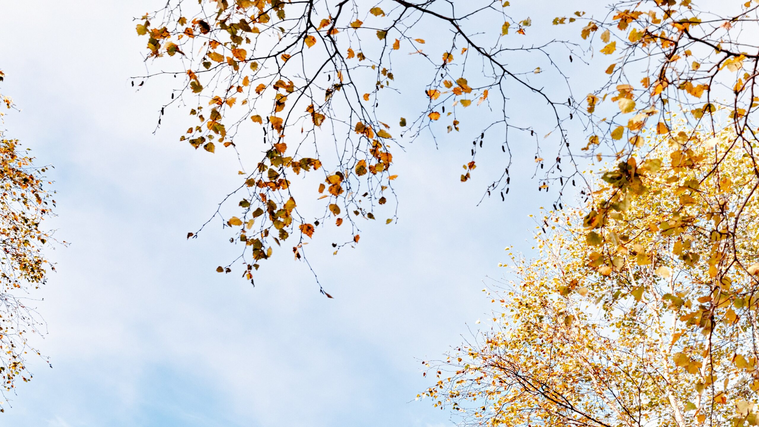 laura-adai-IzxtR4CpKRI-unsplash