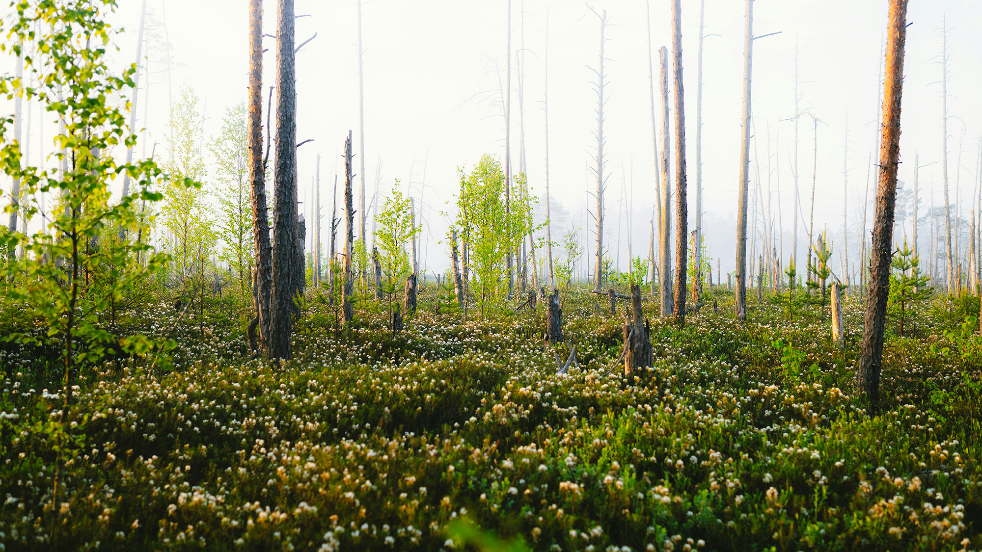 unsplash-community-3y-d-4zkGdY-unsplash copy