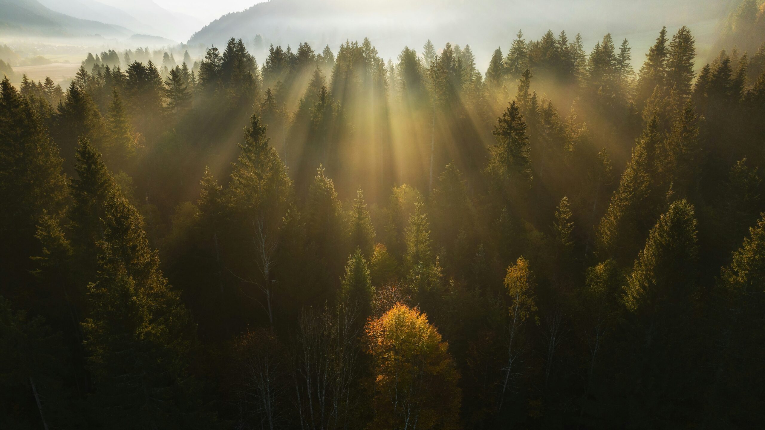 ales-krivec-zCnO4pgnQNw-unsplash